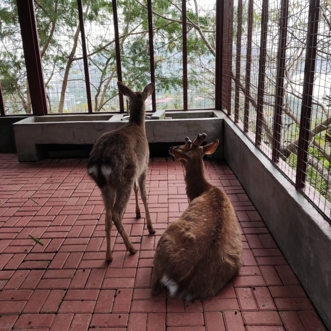 三亚旅游科研狗