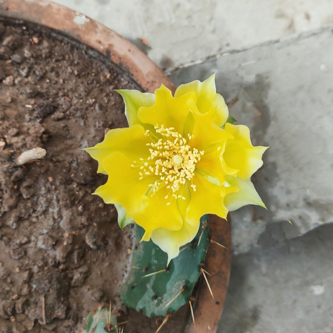 仙人掌开花是什么兆头图片