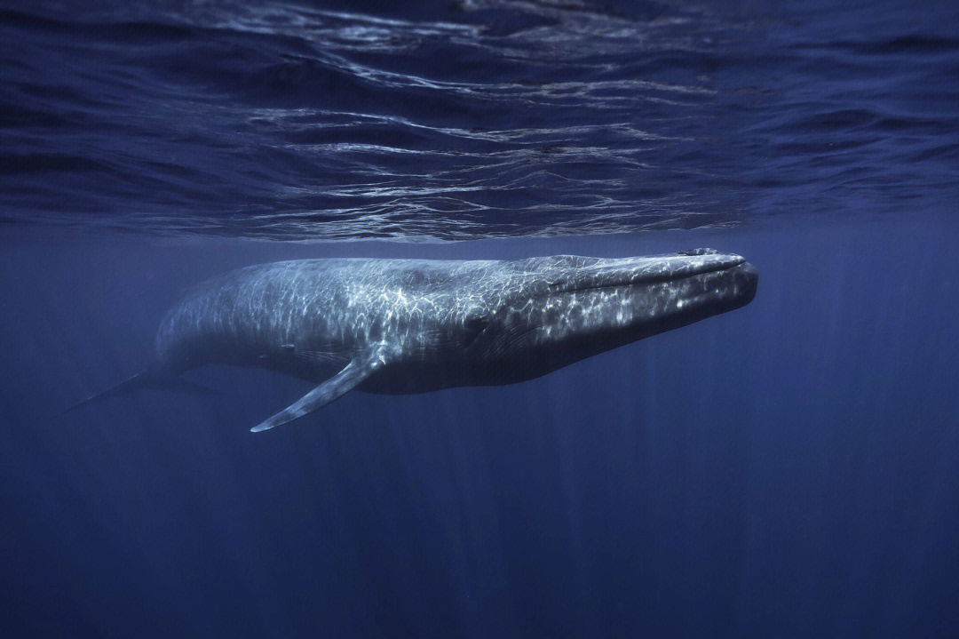 最大的鲸有多大图片
