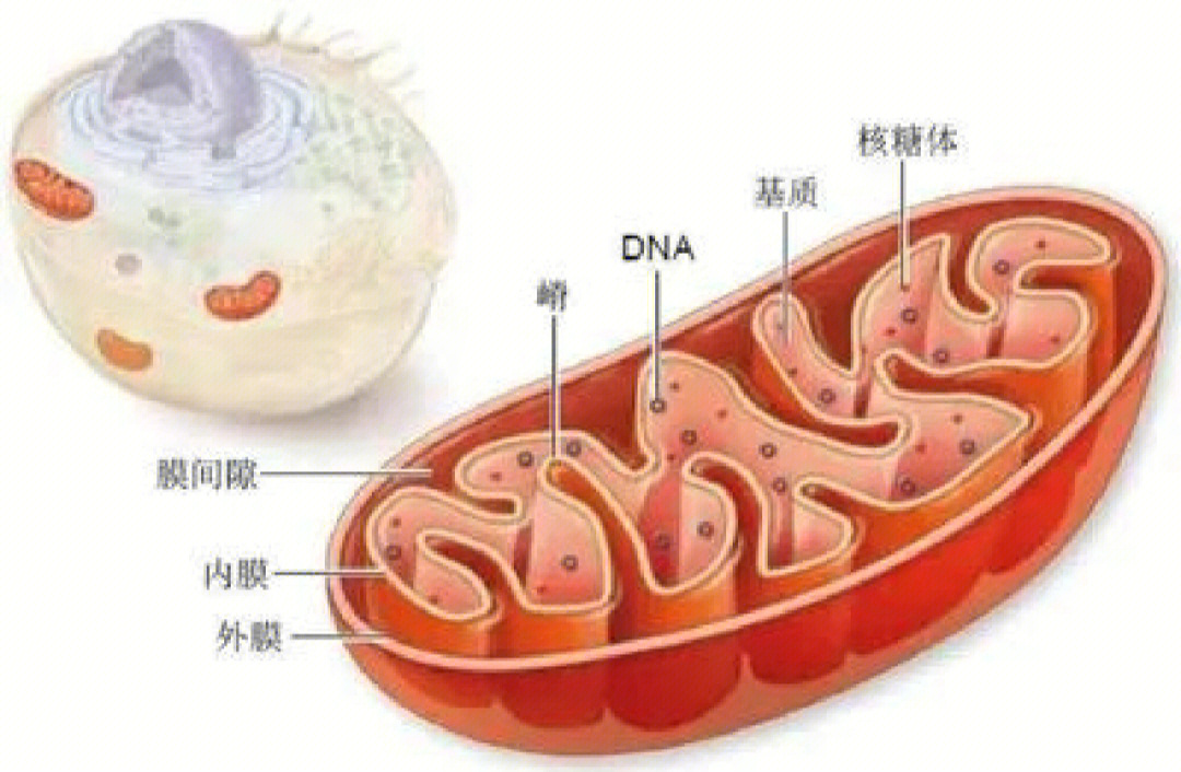 线粒体ATP图片