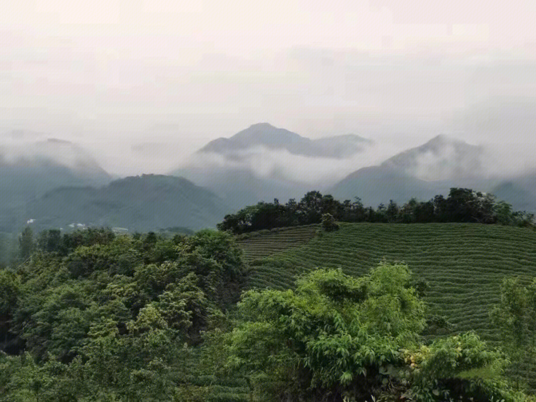 信阳云雾山茶场图片