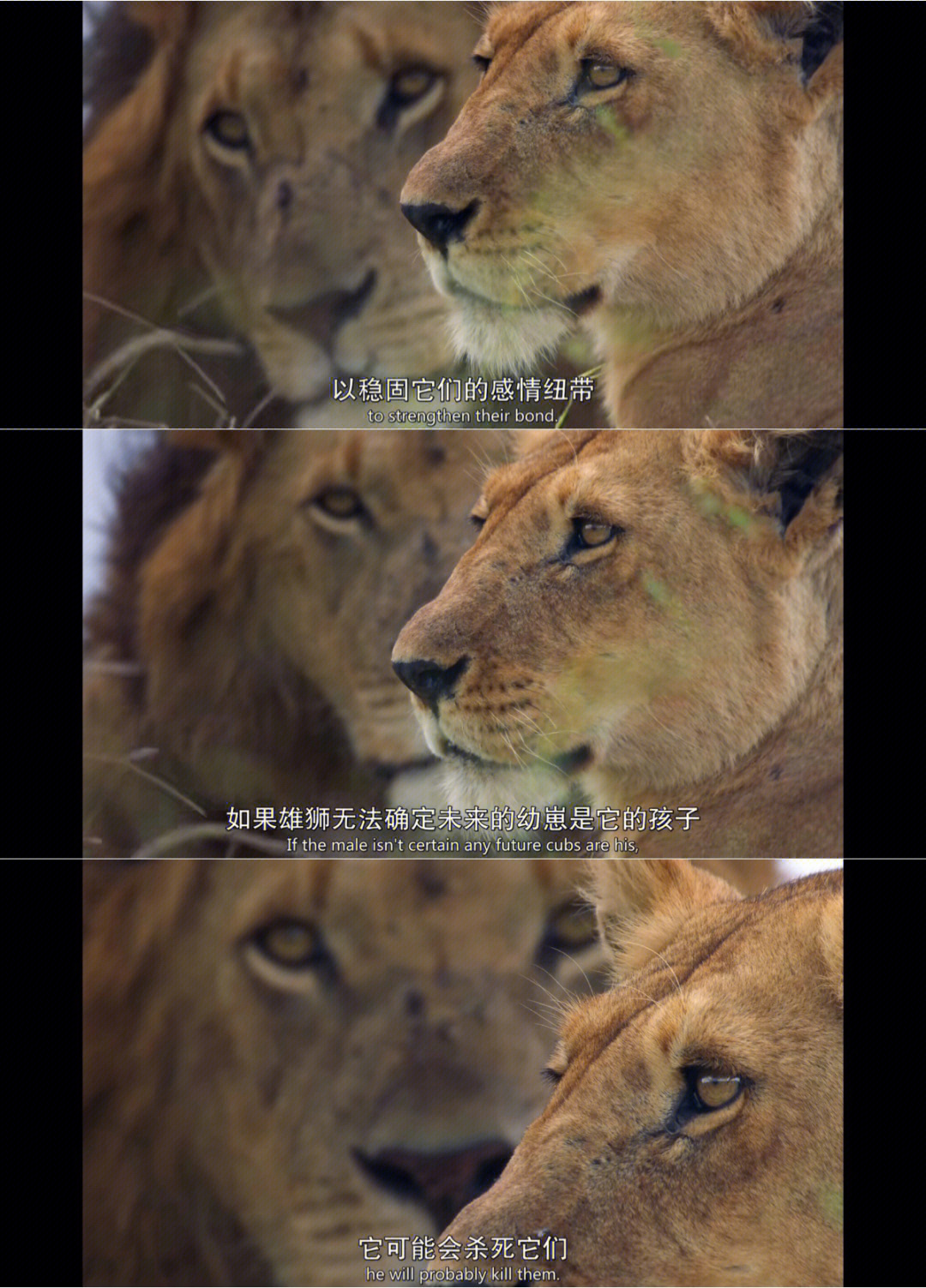 狮子刀疤纪录片图片