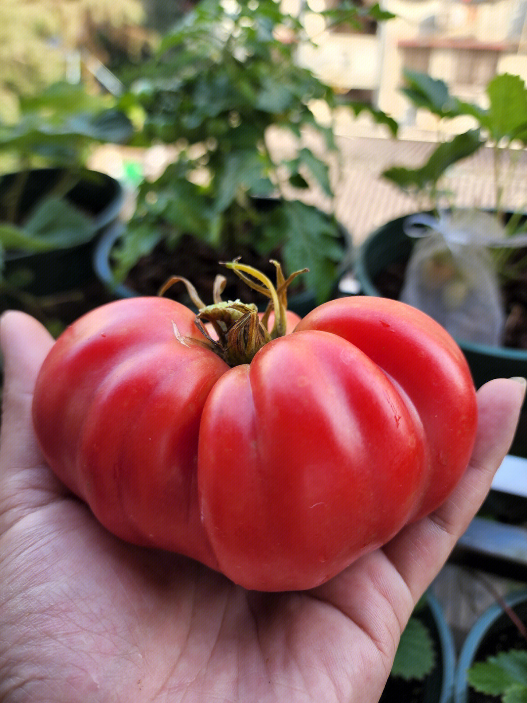 南茅北马番茄图片