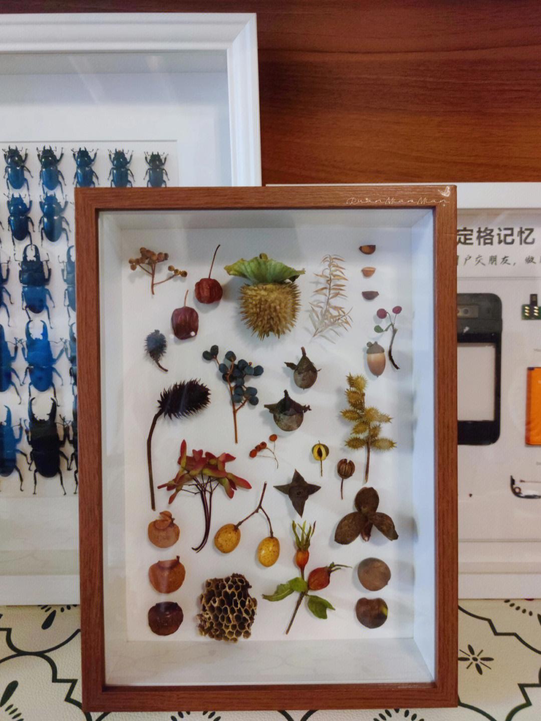 植物标本的制作过程图片