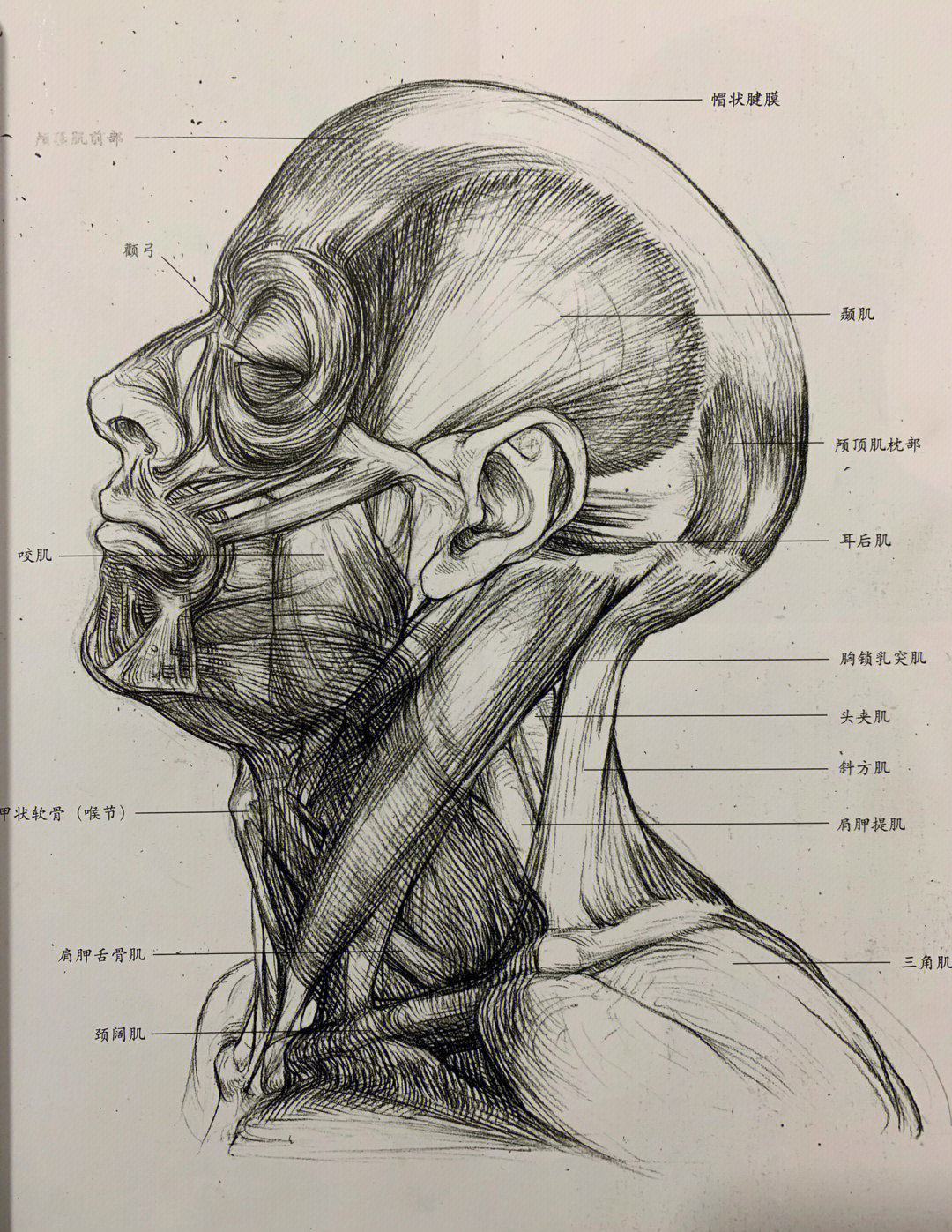 画好素描必须要理解并熟知的头部骨骼肌肉