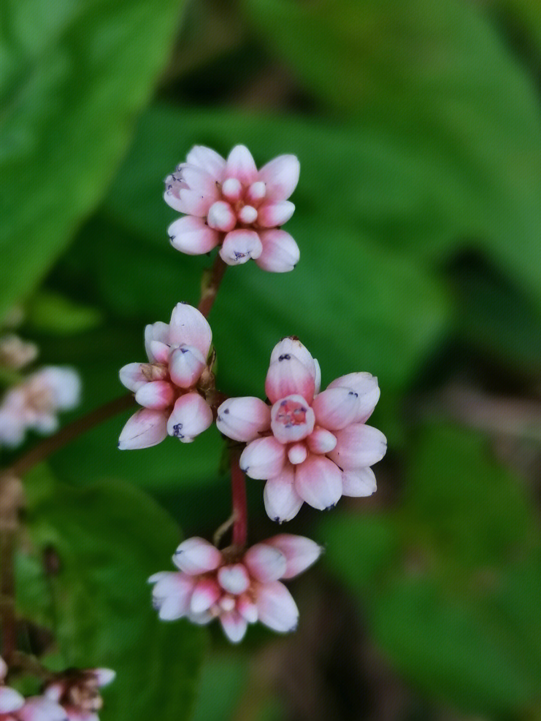 火炭母花期图片