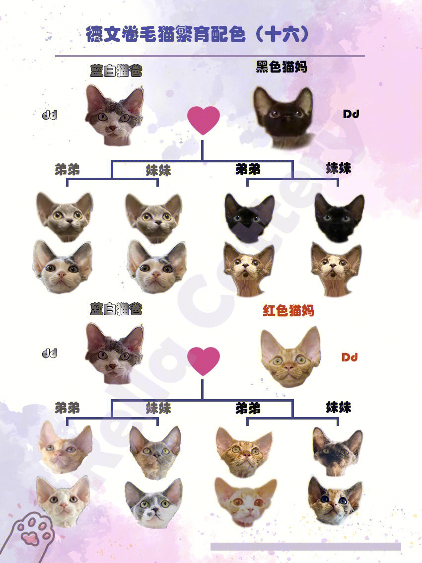 猫颜色遗传配色表图片