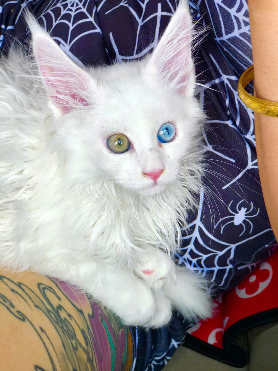 白色缅因猫异瞳