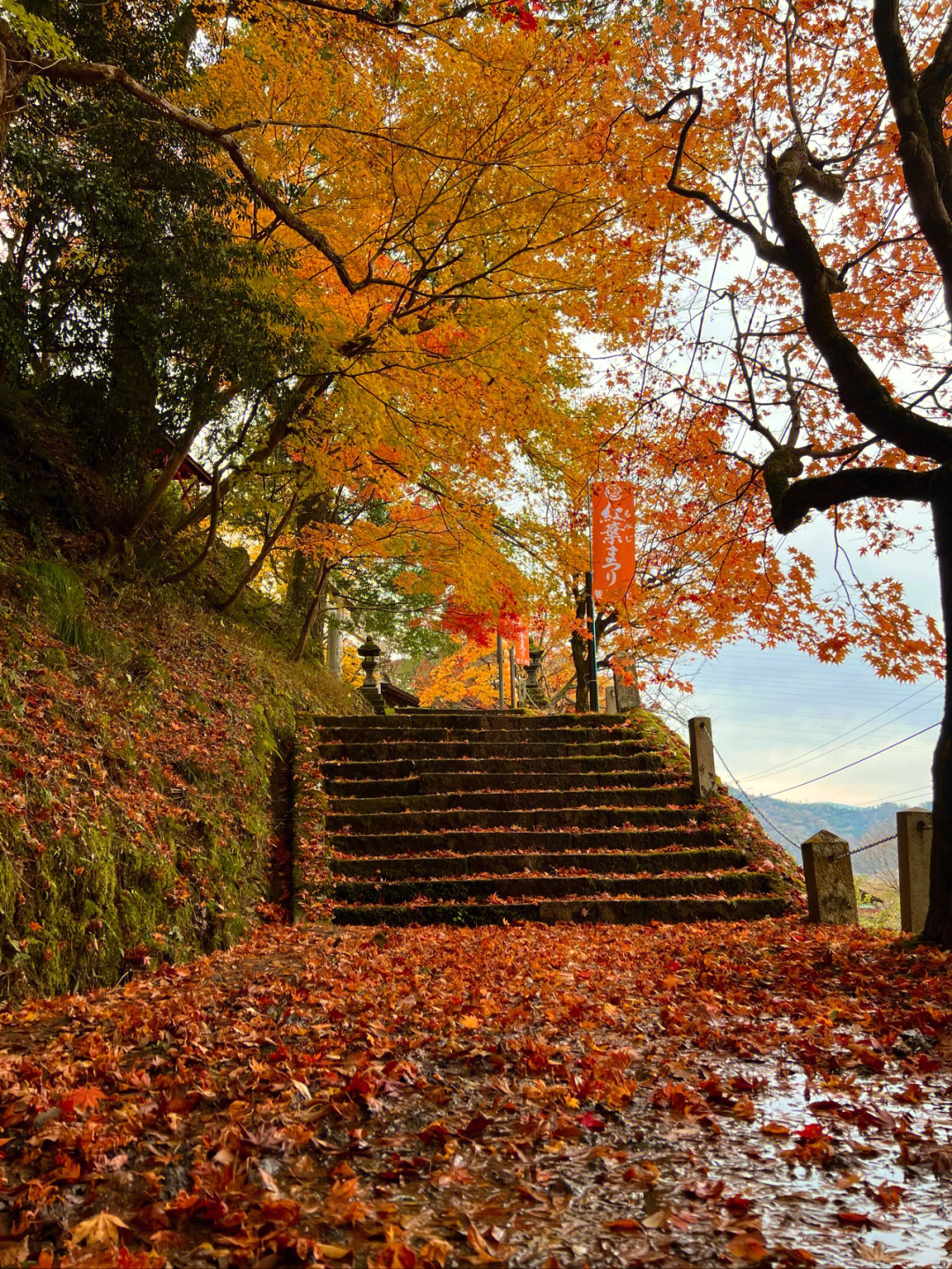 兵库县养父市养父神社的红叶