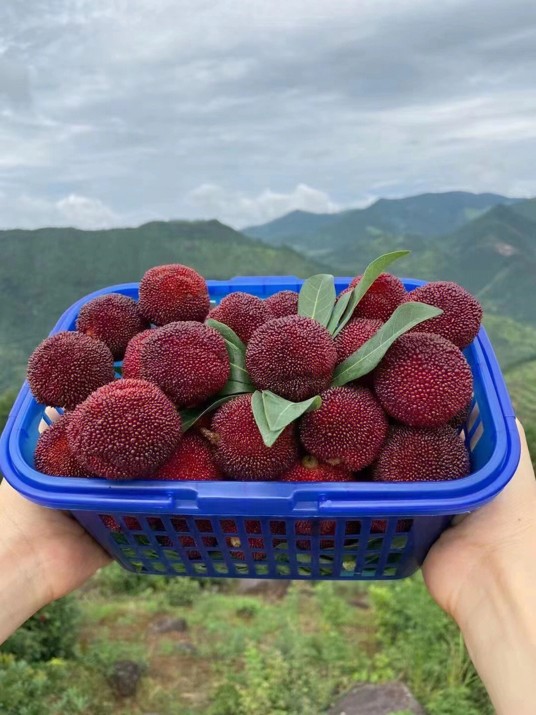 杨梅子的个人资料图片