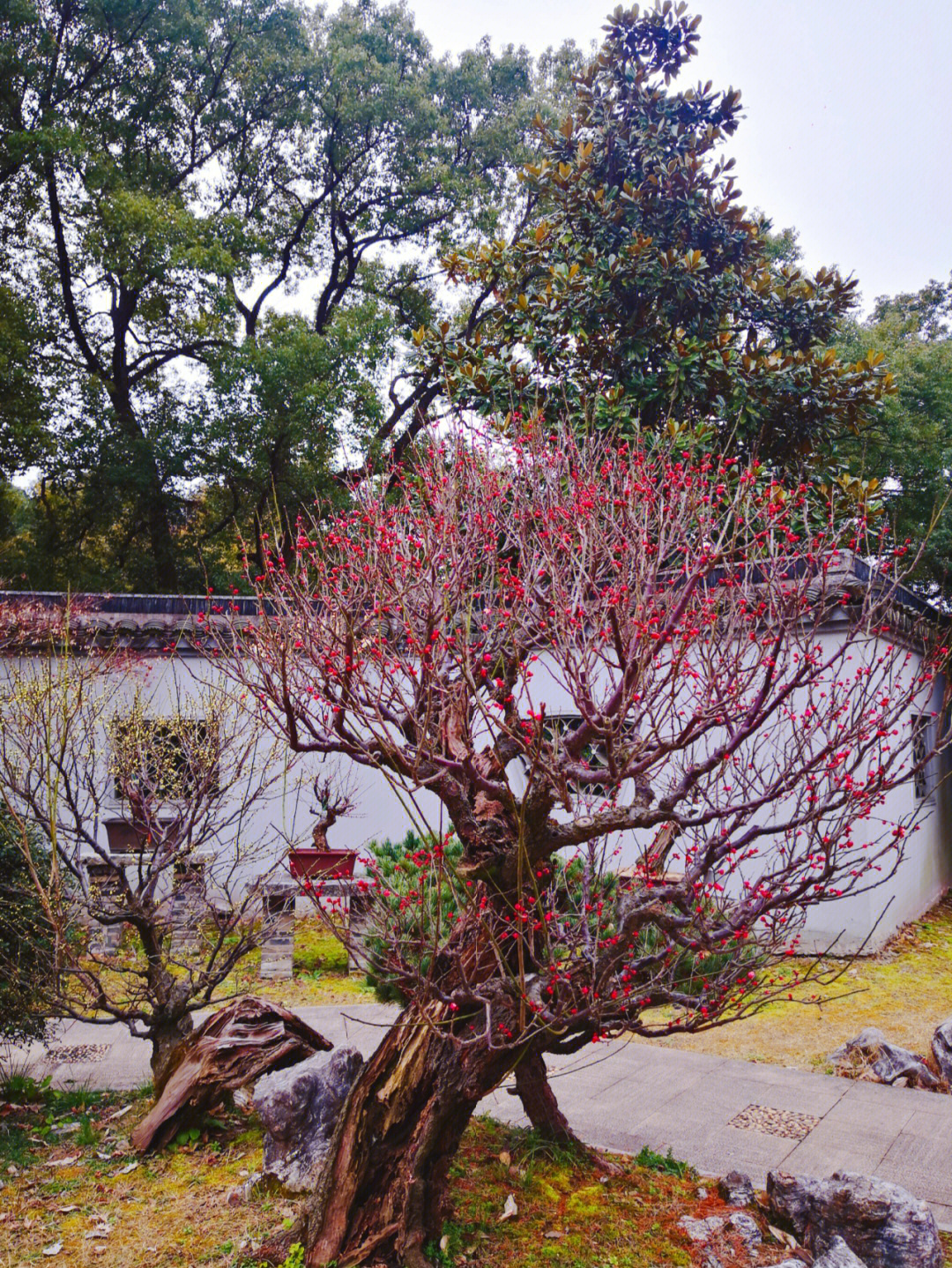 梅花盆景精致的美