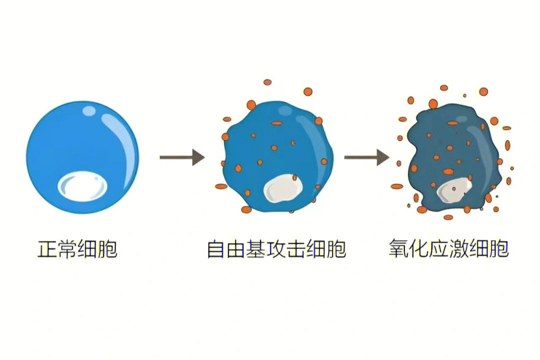 万病之源自由基看我如何抵抗你08