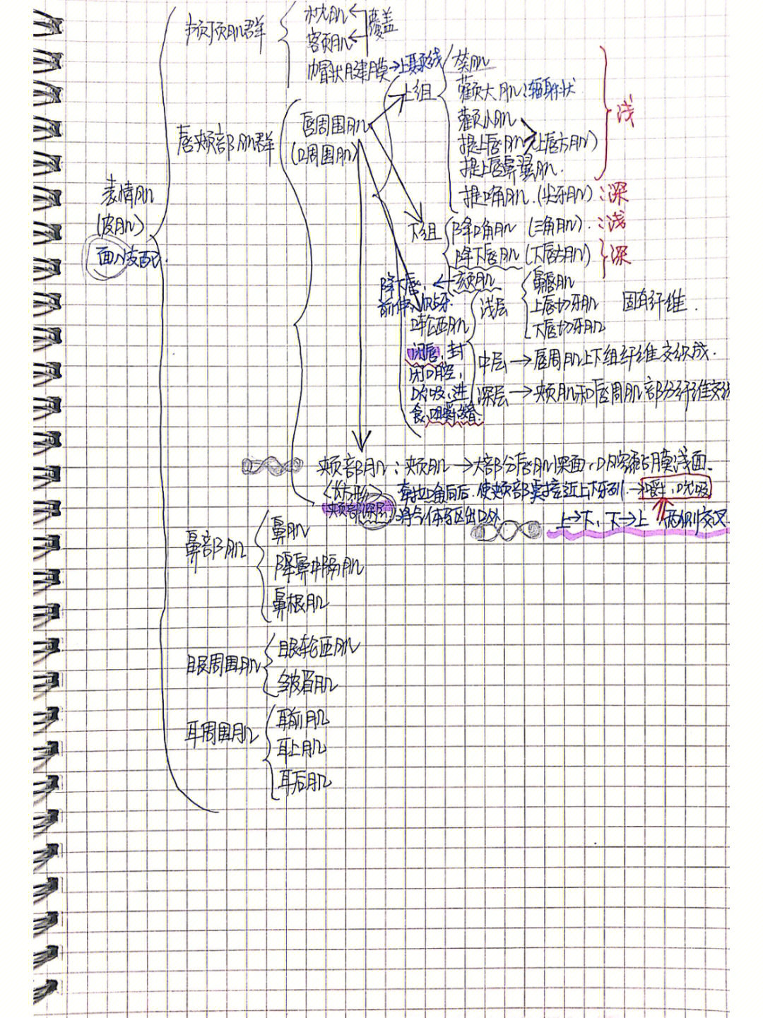 口的思维导图生字版图片