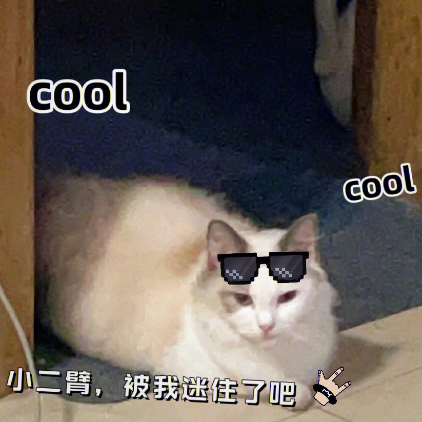 自制猫猫表情包