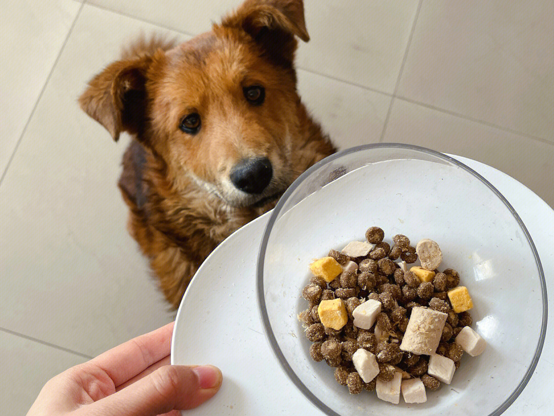 好物分享有鹌鹑的犬粮你家狗狗吃过嘛吗