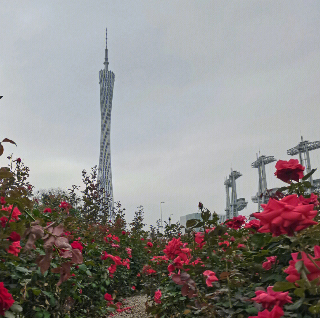 4月份广州赏花