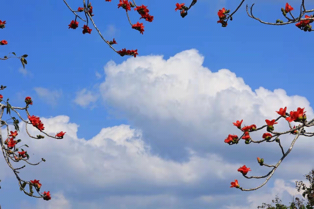 木棉花名片背景图片