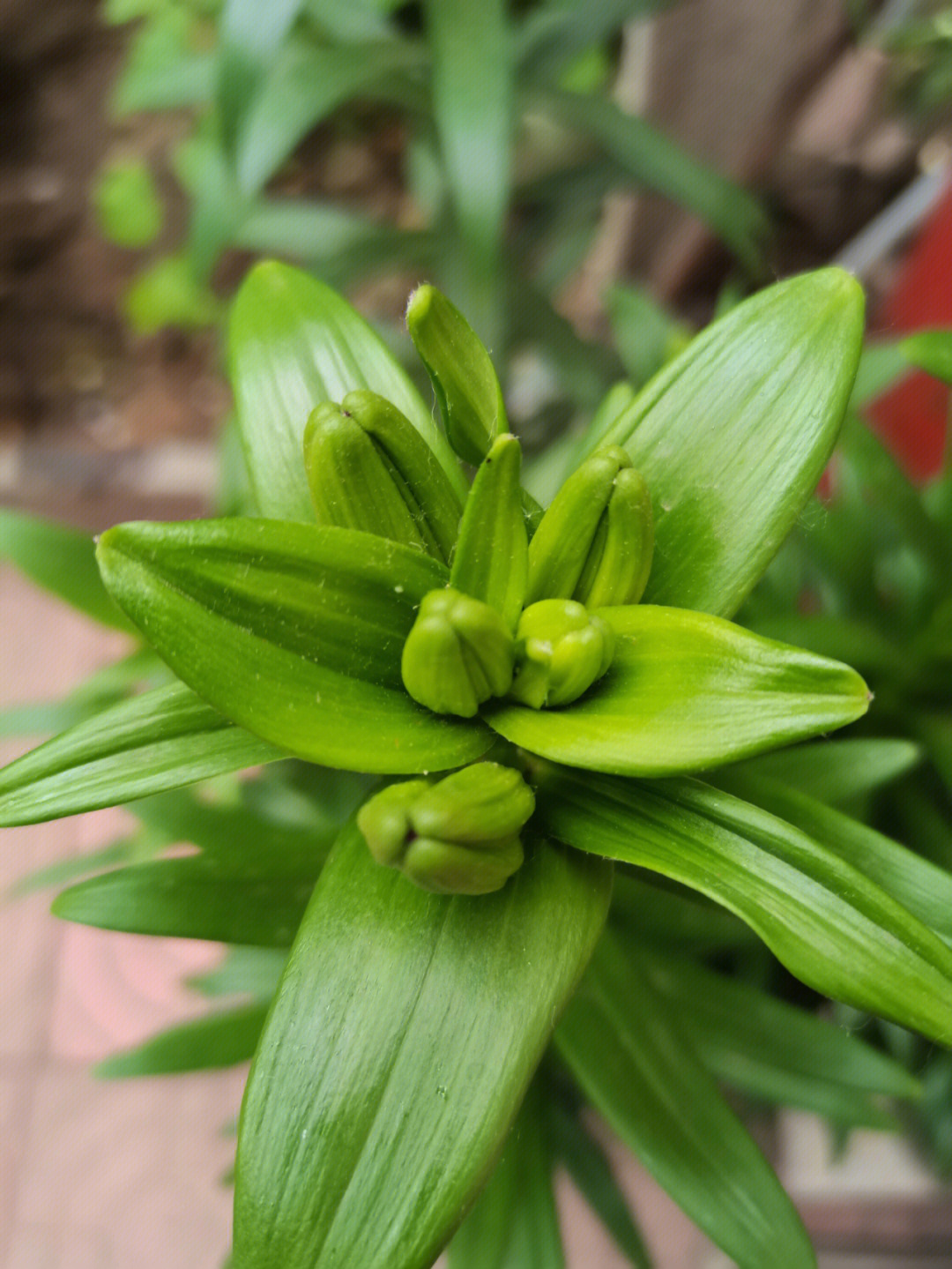 百合花花骨朵图片图片