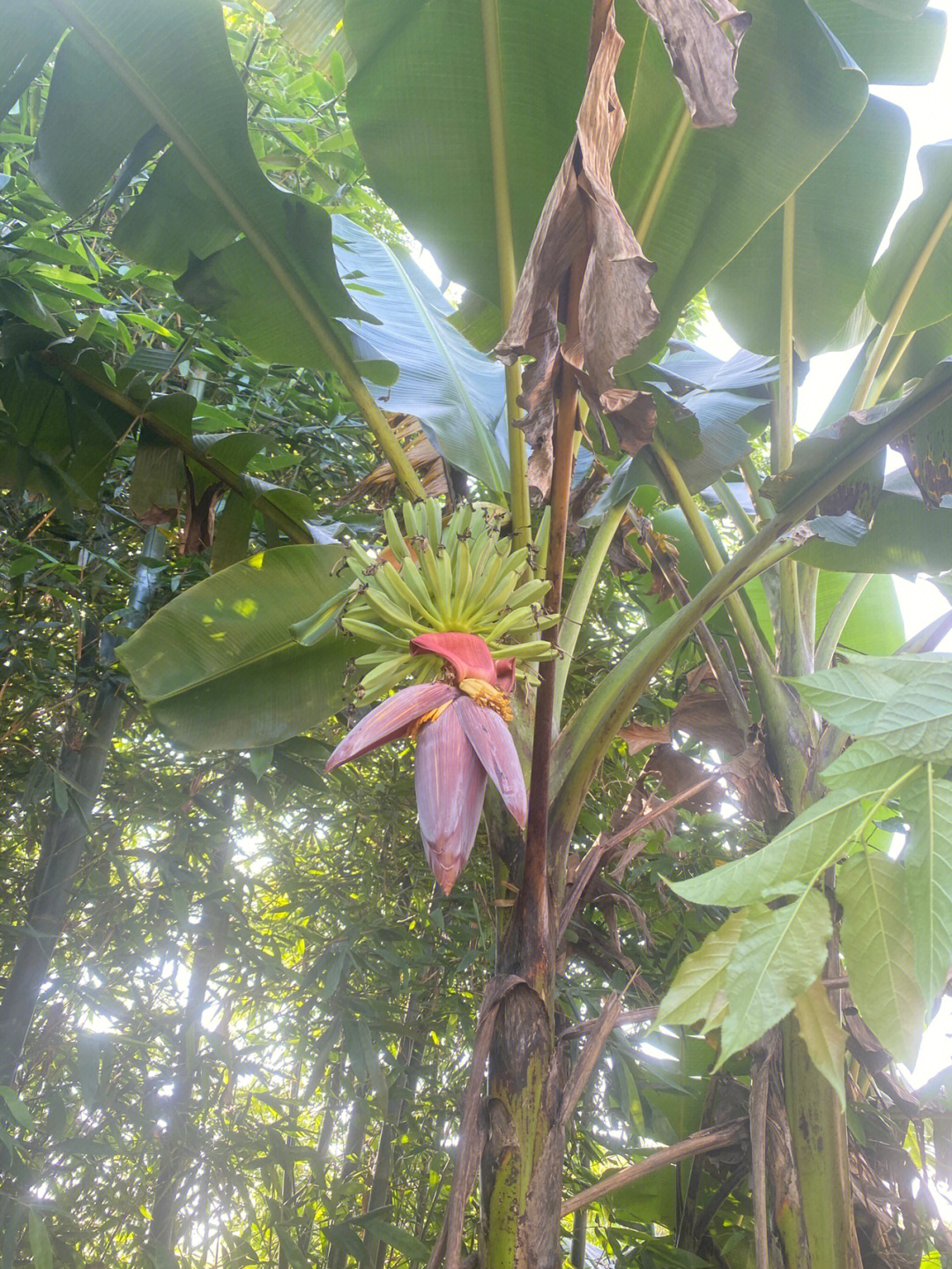 香蕉花 雄花图片