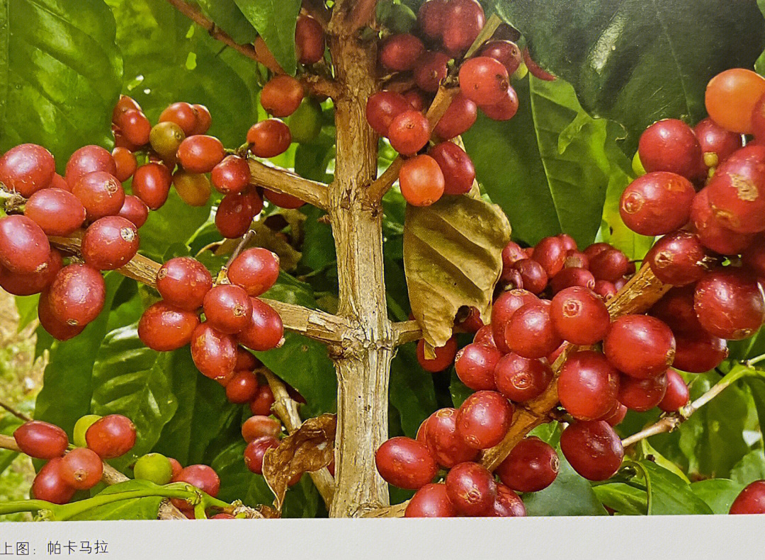 全世界99%的咖啡都产自两个品种的咖啡树:阿拉比卡种(arabica,源于
