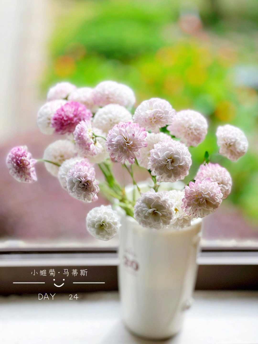 马蒂斯雏菊花语图片