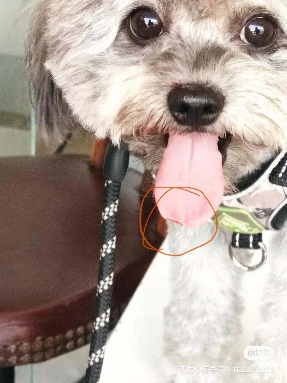 舌头剪开图片