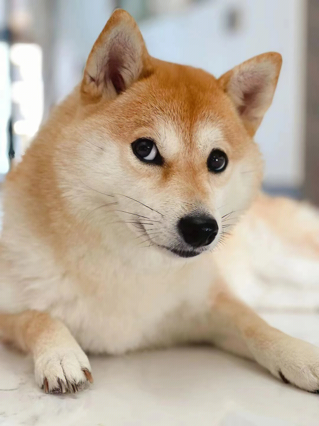 doge柴犬