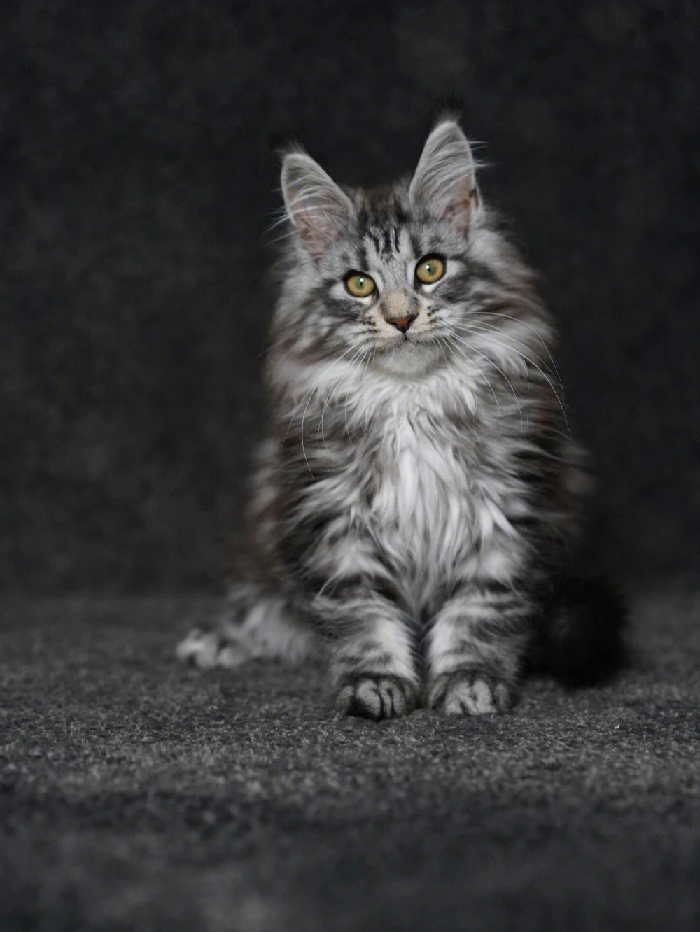 缅因猫幼猫颜色银虎斑性格好品相佳