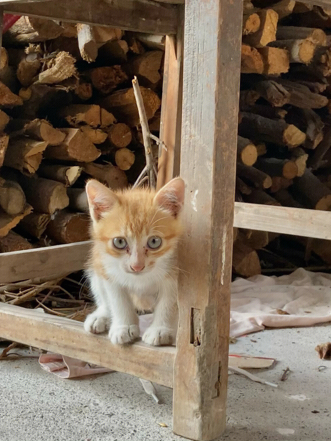 乡下的小野猫机灵可爱,但是留不得,因为它让我打了三针法的狂犬疫苗