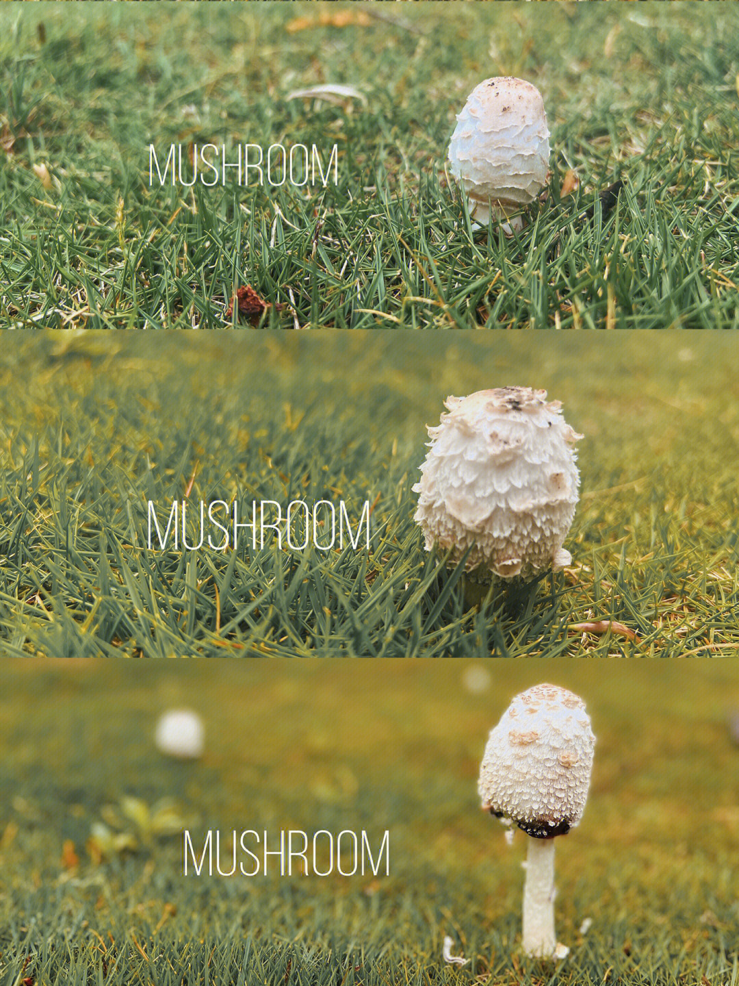 蘑菇的生长周期图片
