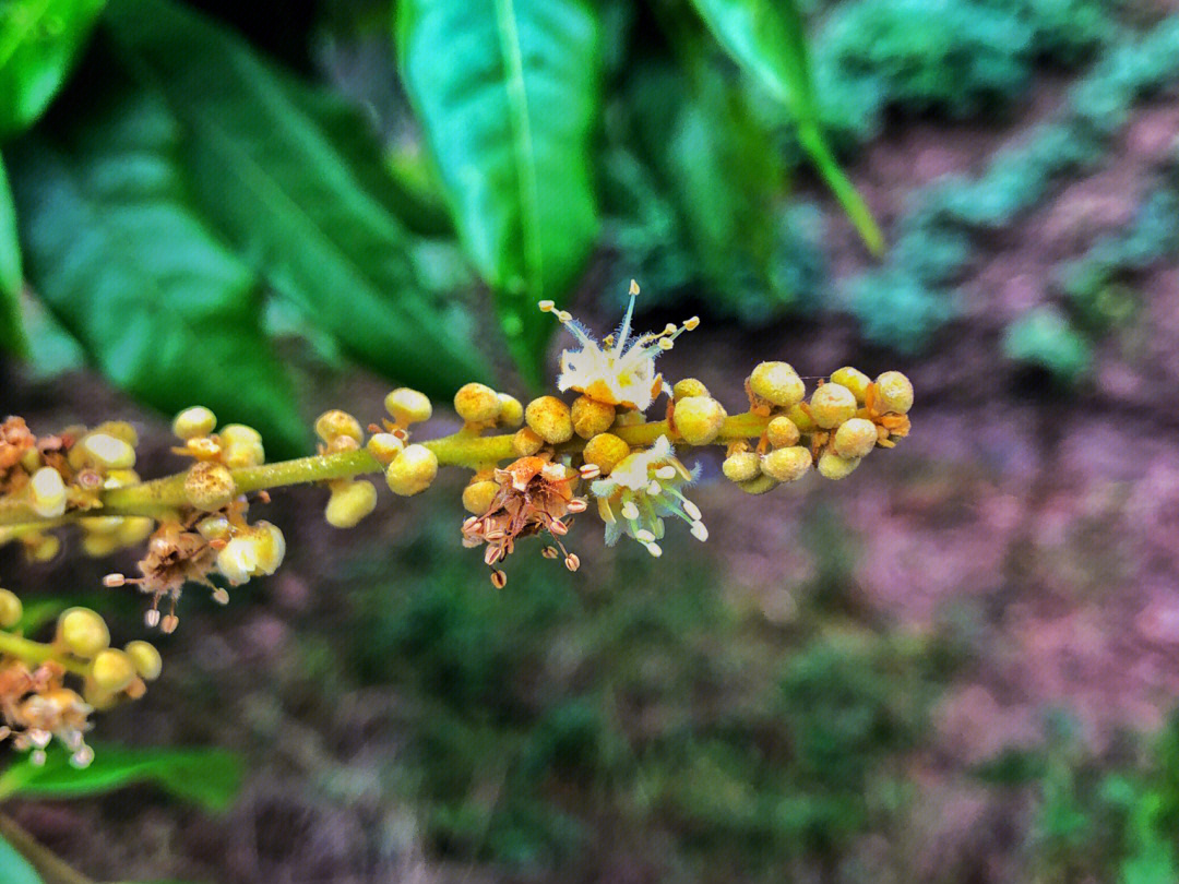 龙眼花