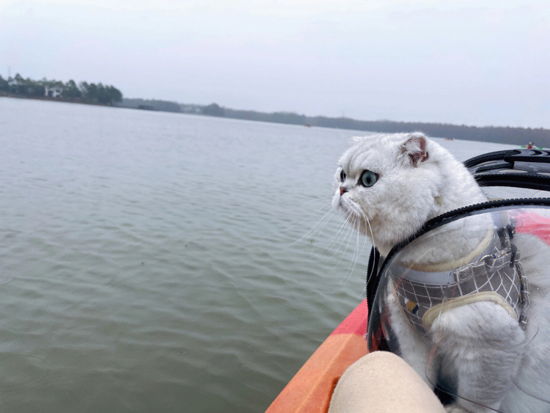 一只猫划船自拍的图片图片