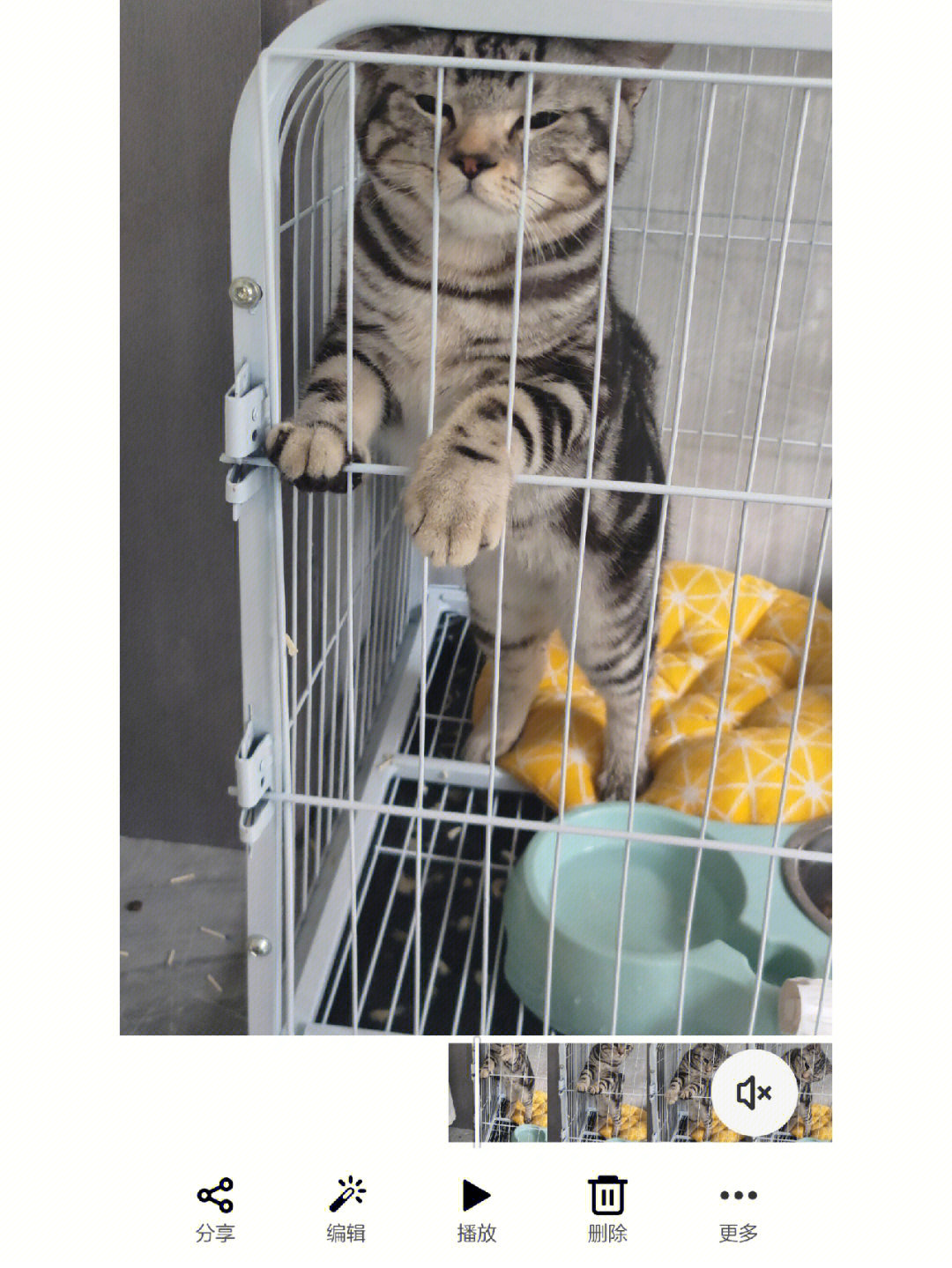 几张照片告诉你猫被关在笼子里的无奈