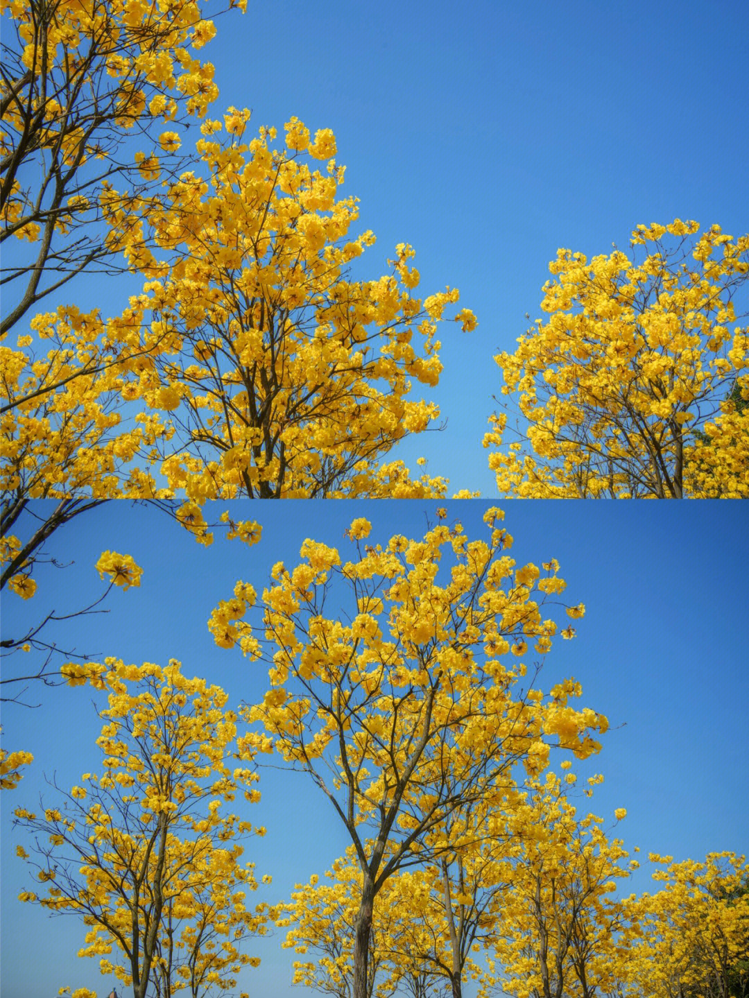 黄花风铃花语图片