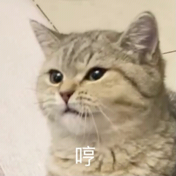 小猫咪表情包