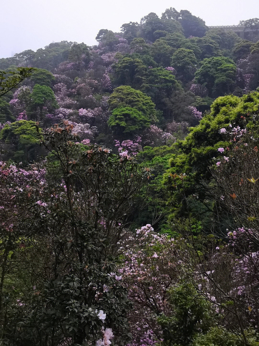 深圳梧桐山漫山遍野的粉色杜鹃花