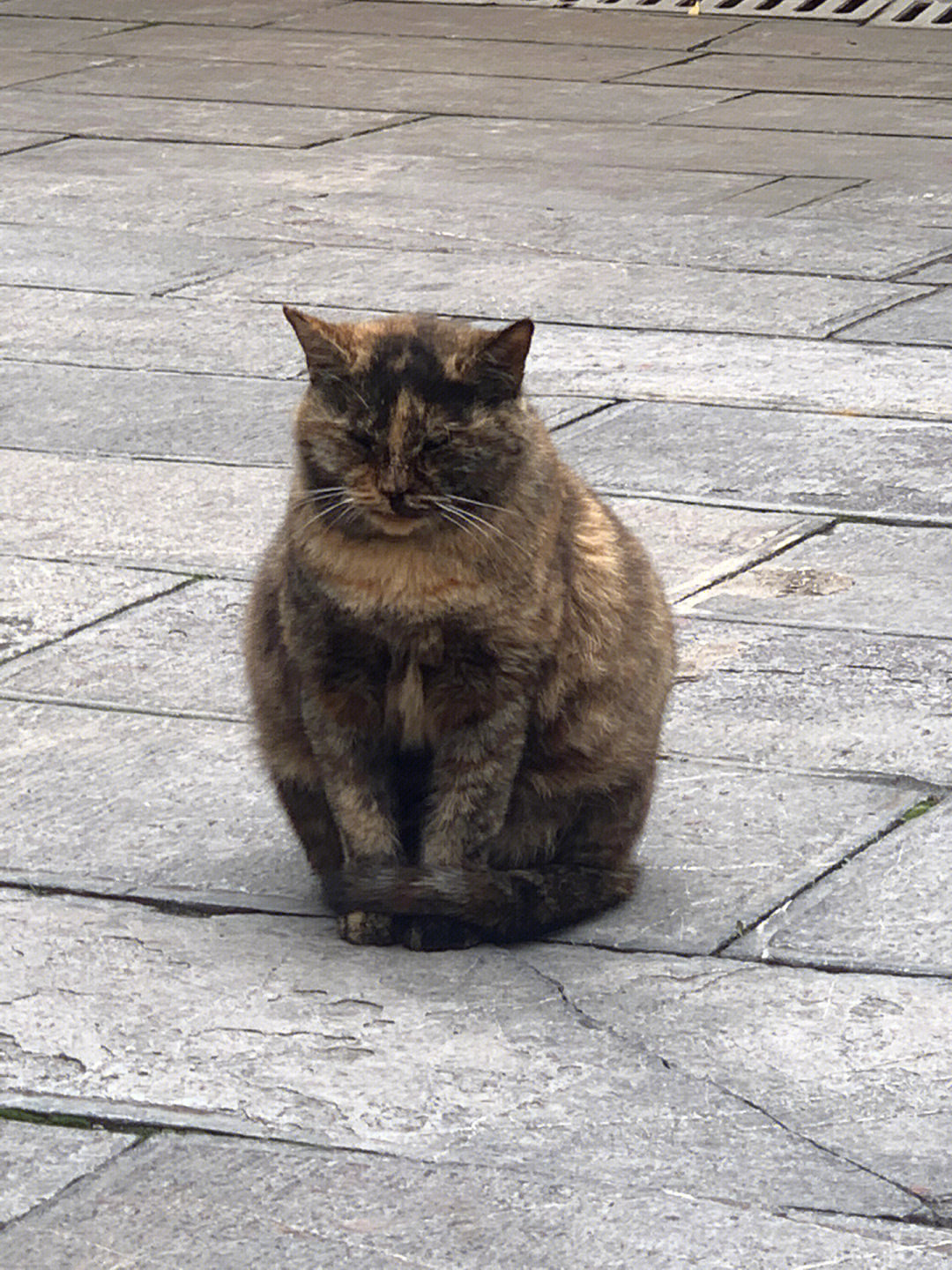 古鸡鸣寺猫图片