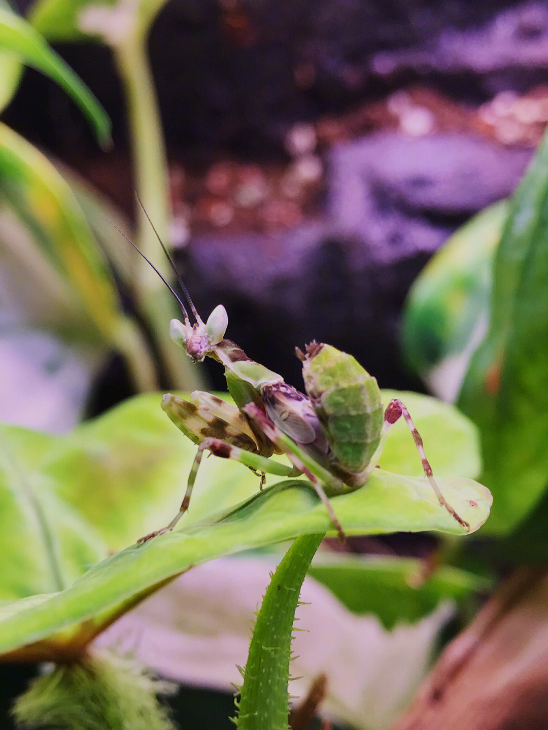 斑小刀螳螂图片