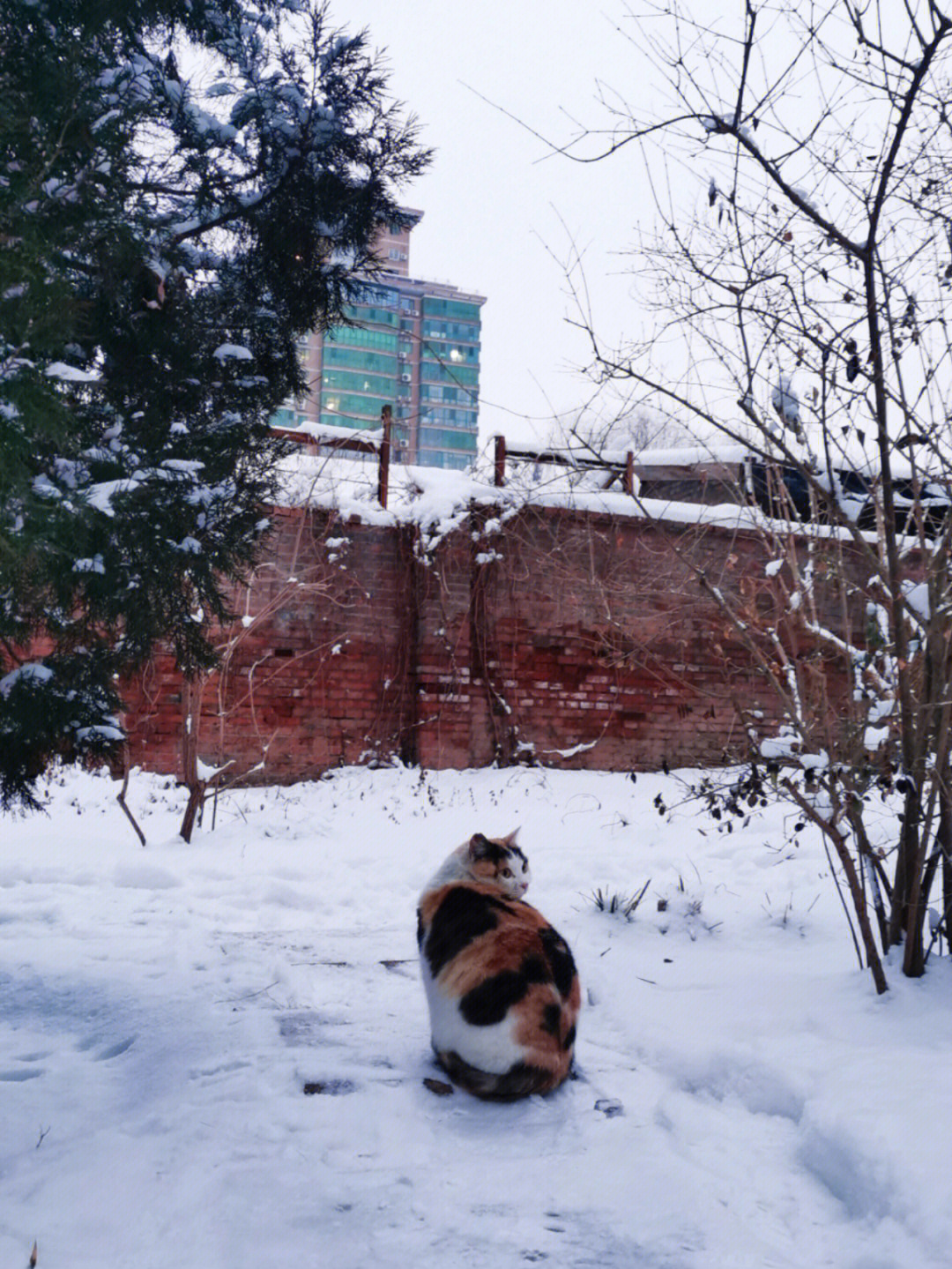 雪天的柳荫公园