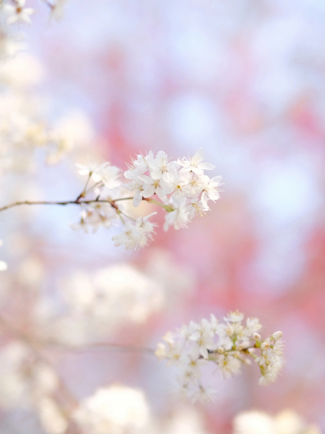 常德樱花图片