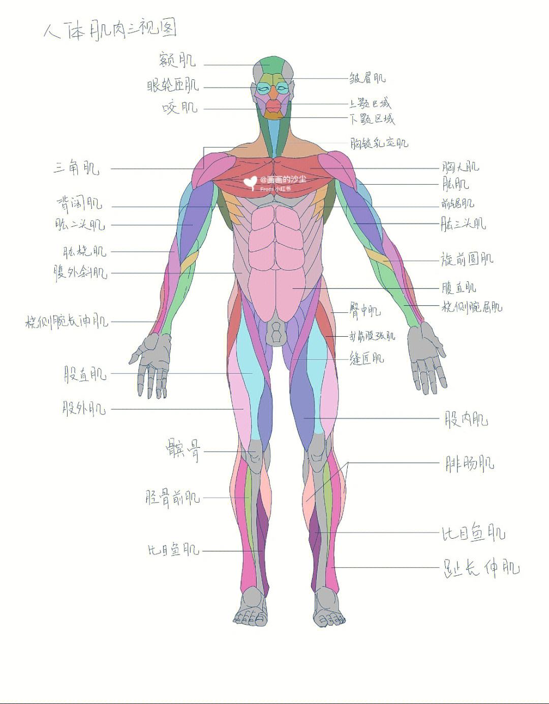 人体绘画肌肉三视图