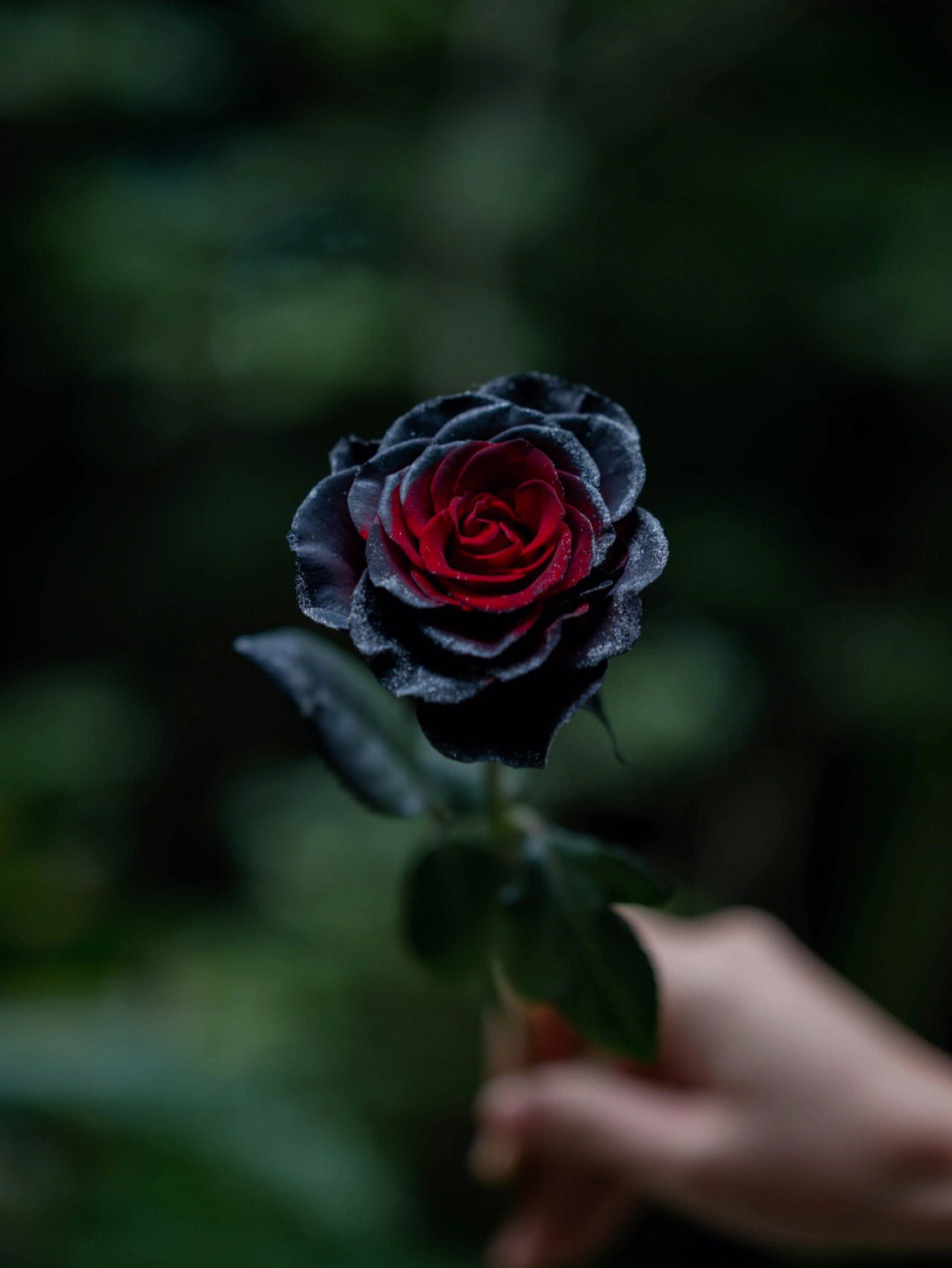 暗夜骑士红黑色玫瑰