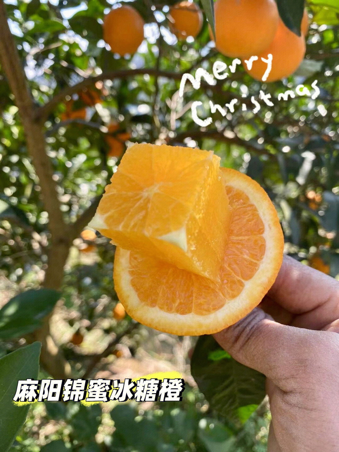麻阳锦蜜冰糖橙简介图片
