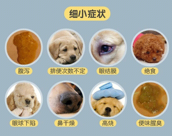 一 临床症状犬细小病毒感染是由犬细小病毒引起的犬的一种烈性传染病
