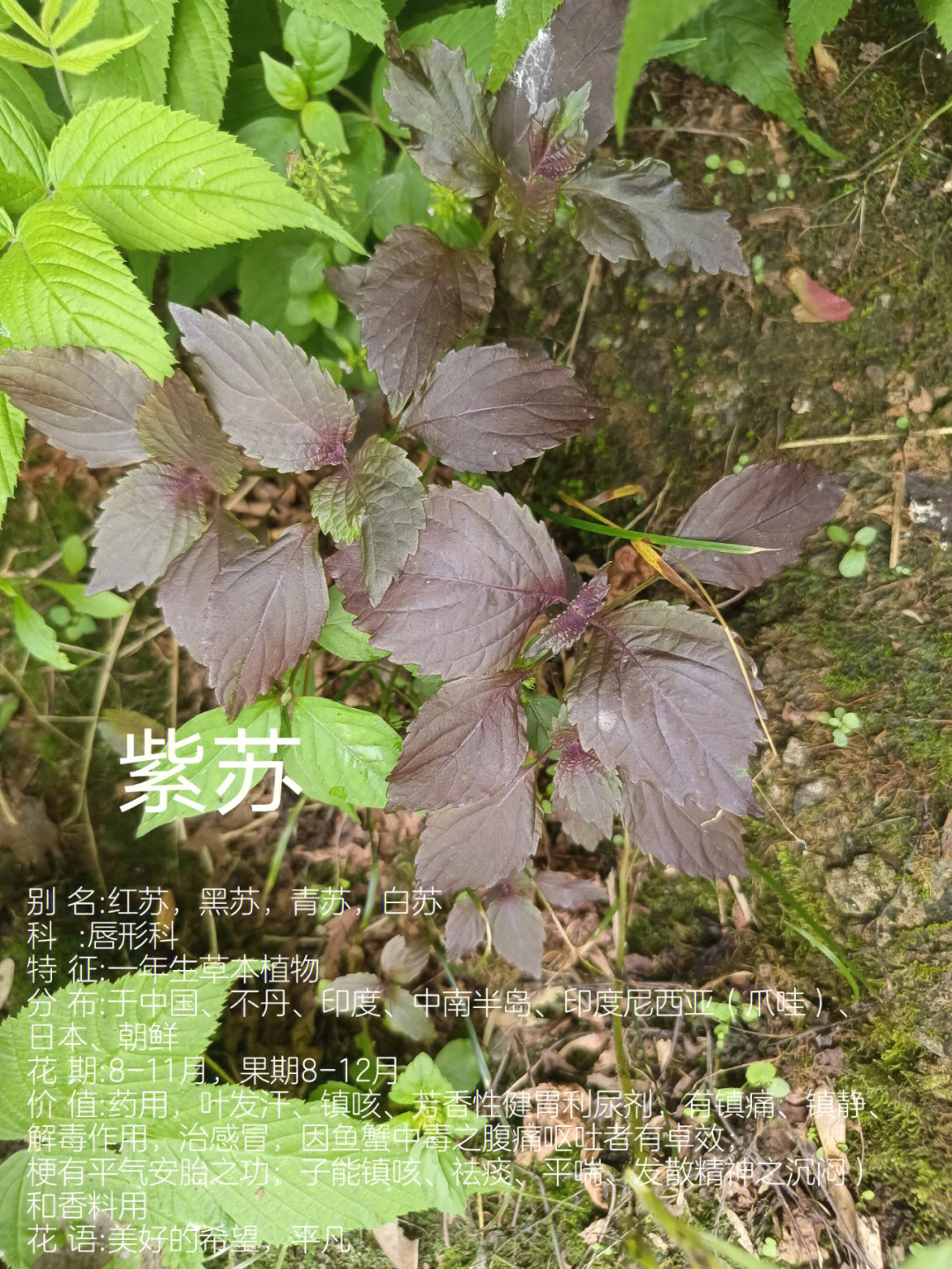 植物小科普紫苏