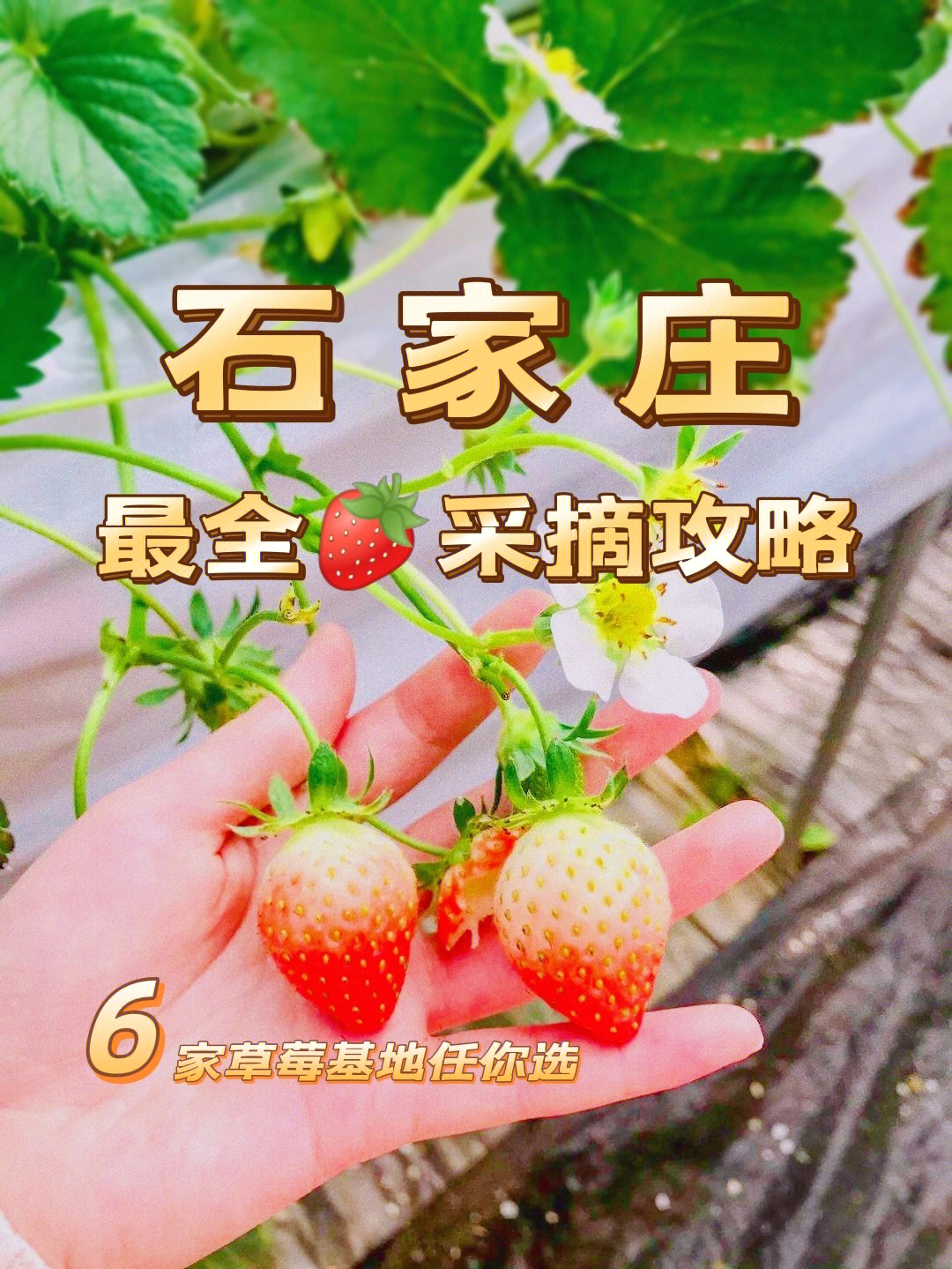 石家庄去哪摘草莓指南攻略