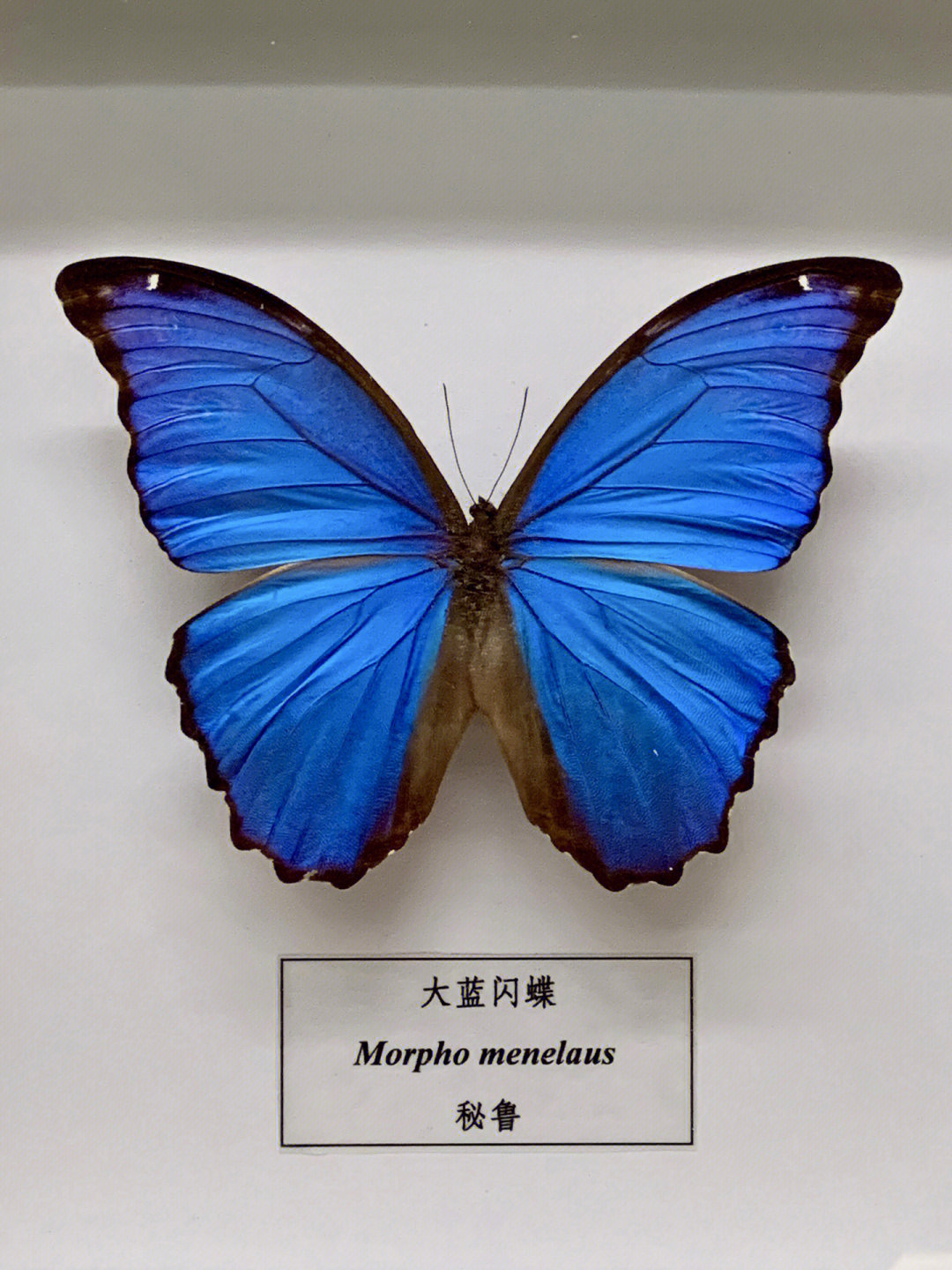 03汕头博物馆昆虫展看到了喜爱的蓝闪蝶
