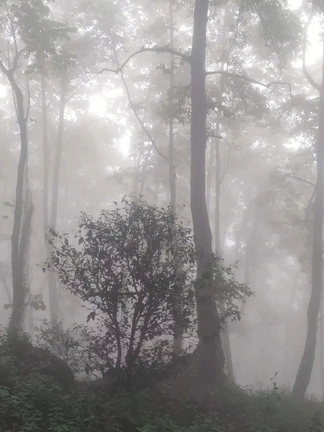 迷雾森林–600棵茶树