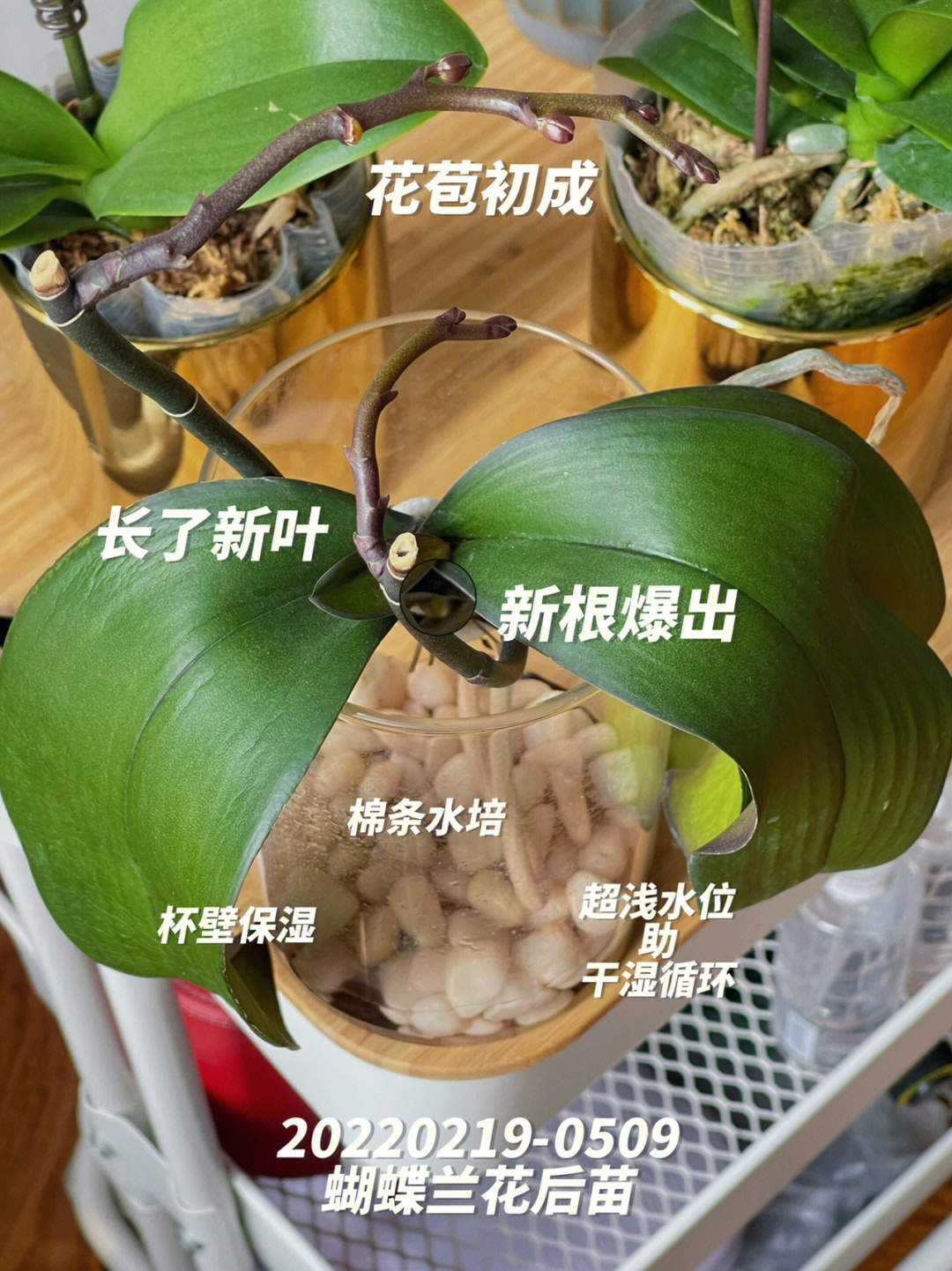 蝴蝶兰的变化图片