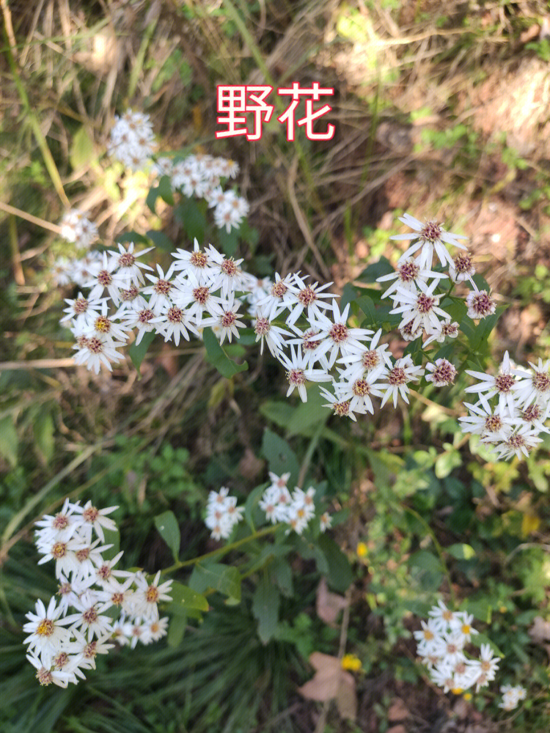 农村的小野花